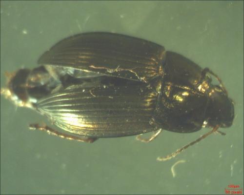 Amara convexior