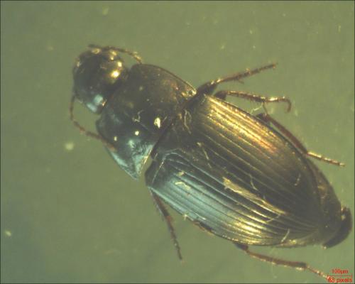 Amara sp.