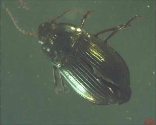 Amara sp.