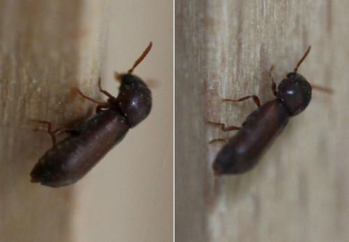 Ptilinus pectinicornis
