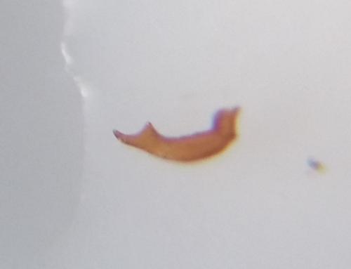 Anthocoris simulans