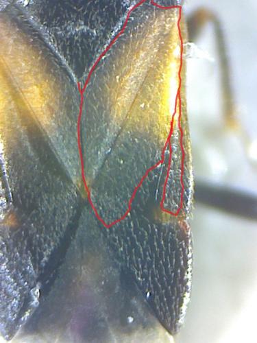 Réf. 163 593 : Anthocoris simulans