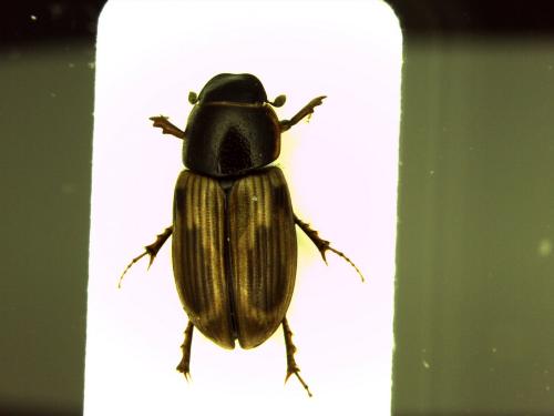 Réf. 163 672 : Melinopterus prodromus