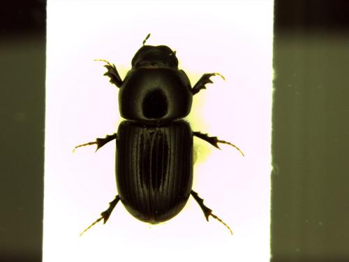 Réf. 163 669 : Calamosternus granarius