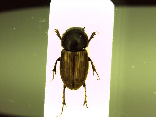 Réf. 163 673 : Melinopterus sp.