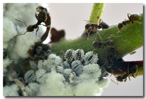 Prociphilus sp.