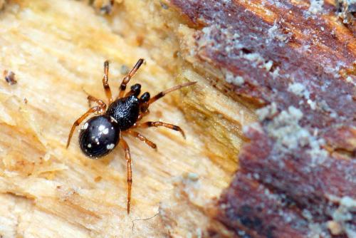 Réf. 163 207 : Crustulina guttata