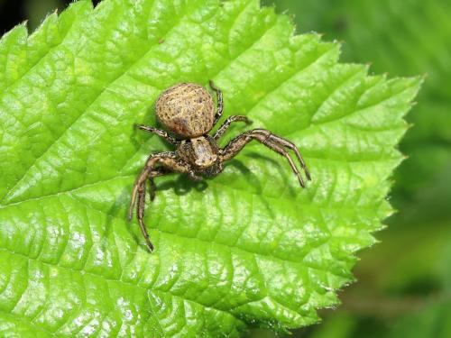 Xysticus sp.