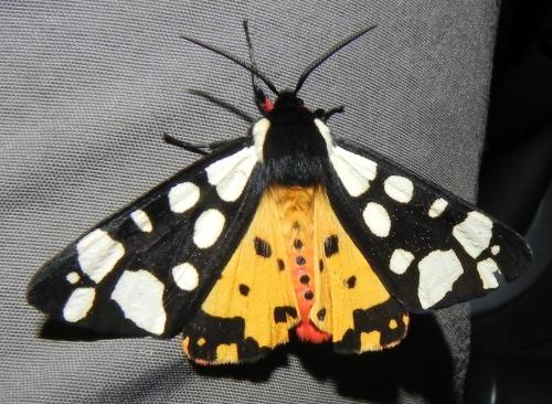 Réf. 163 907 : Arctia villica