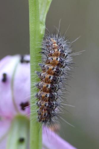 Artimelia latreillei