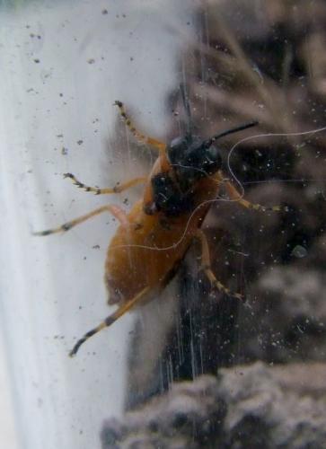 Arge ochropus