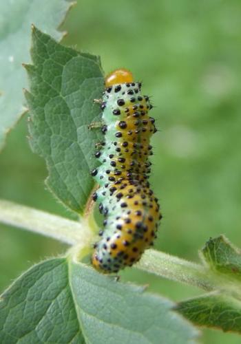 Arge ochropus