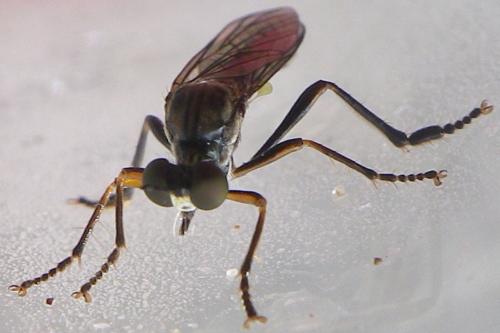 Dioctria hyalipennis