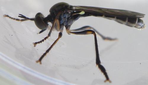 Dioctria hyalipennis