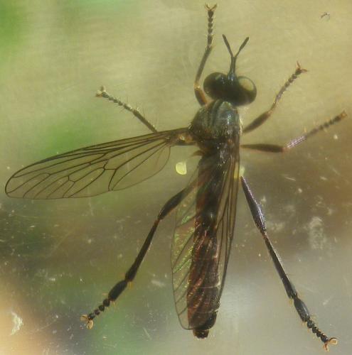 Dioctria hyalipennis