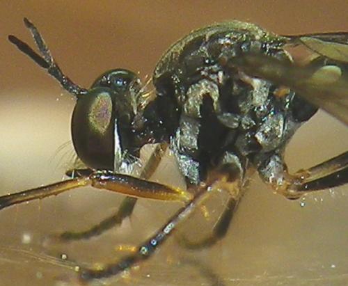 Dioctria hyalipennis