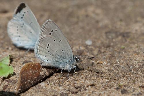 Cupido minimus