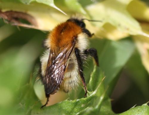 Réf. 163 687 : Bombus sp.