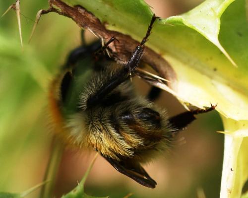 Bombus sp.