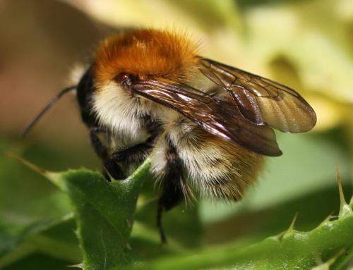Bombus sp.