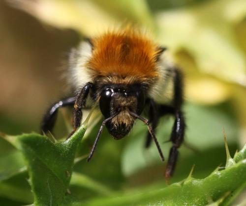 Bombus sp.