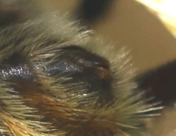 Bombus sp.