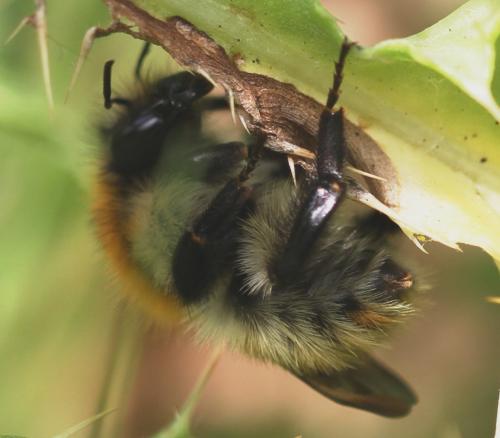 Bombus sp.