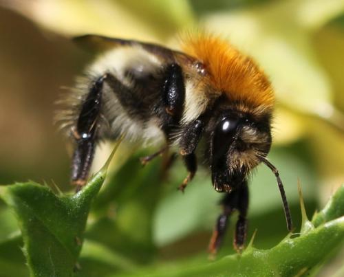 Bombus sp.