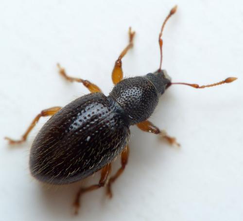 Réf. 163 009 : Exomias pellucidus