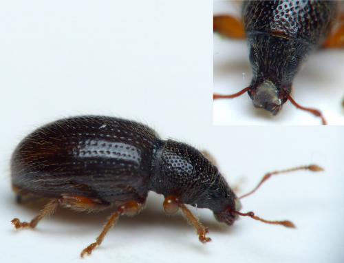 Réf. 163 010 : Exomias pellucidus
