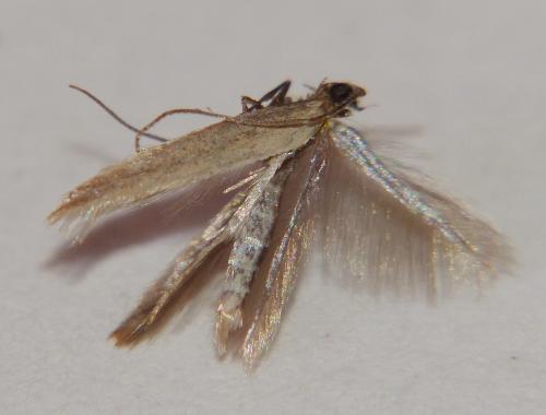 Réf. 163 220 : Bedellia somnulentella