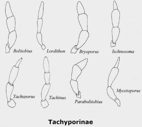 Tachyporinae divers