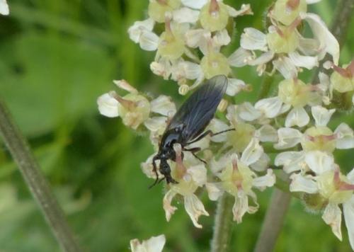 Réf. 163 043 : Dilophus febrilis