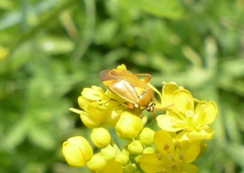 Brachycoleus pilicornis