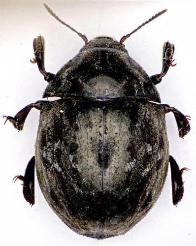 Byrrhus nigrosparsus