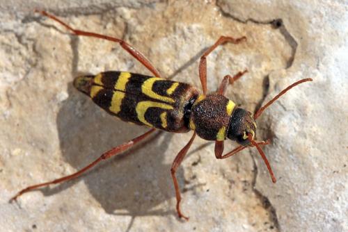 Xylotrechus arvicola