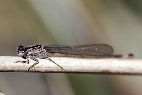 Réf. 163 306 : Ischnura genei