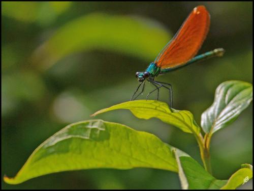 Calopteryx virgo