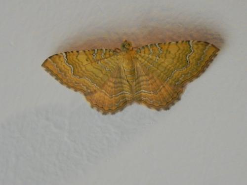 Réf. 163 329 : Camptogramma bilineata