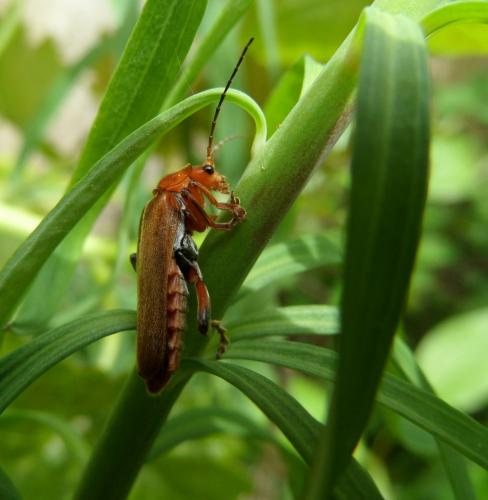 Réf. 163 653 : Cantharis livida