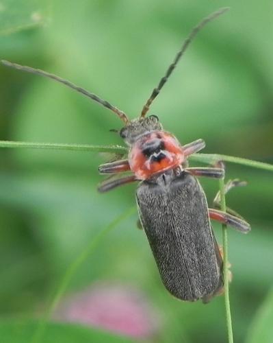 Cantharis rustica