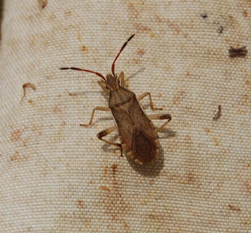 Ceraleptus lividus