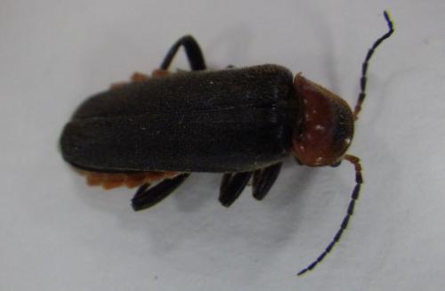 Cantharis fusca