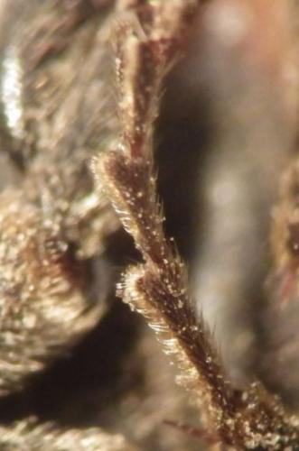 Cantharis fusca