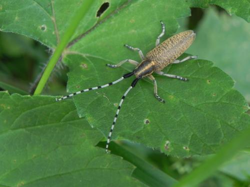 Réf. 163 810 : Agapanthia villosoviridescens