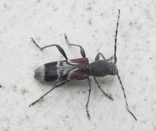 Réf. 163 356 : Anaglyptus mysticus