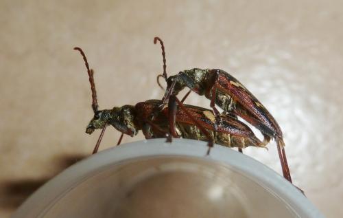 Rhagium bifasciatum