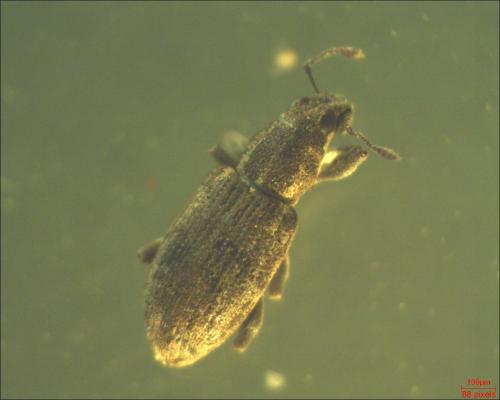 Sitona sp.