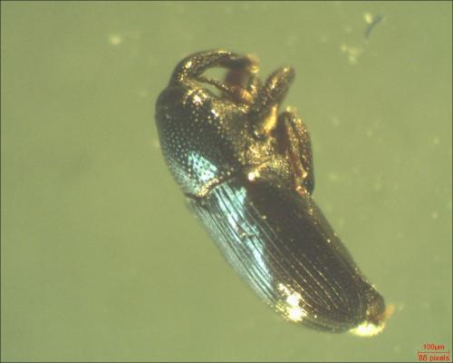 Aulacobaris coerulescens