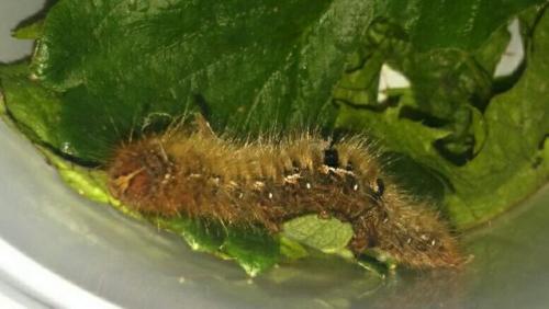 Lasiocampa quercus